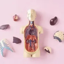 Level 3 award in Understanding Human Anatomy & Physiology  (RFQ)