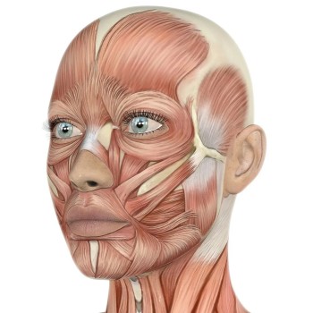 Level 4 award in Facial Anatomy and Physiology  (RFQ)
